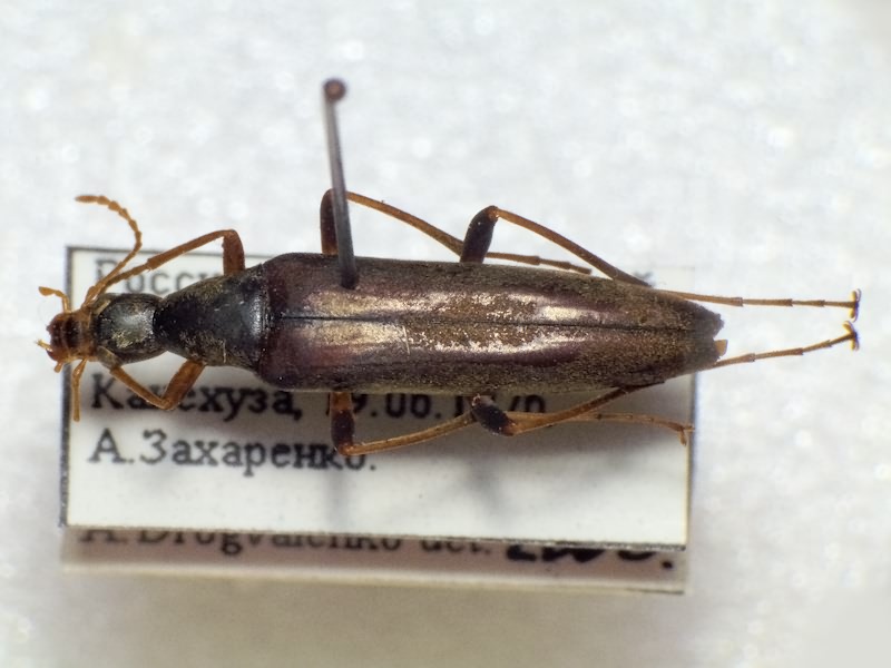 Sponidium pallens (Motschulsky, 1860)